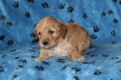 Picture of Australian Labradoodle