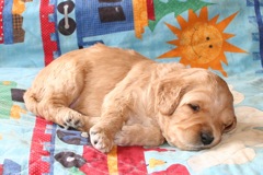 Picture of Australian Labradoodle