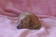Picture of Australian Labradoodle