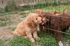 Picture of Australian Labradoodle