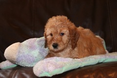 Picture of Australian Labradoodle
