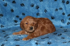 Picture of Australian Labradoodle