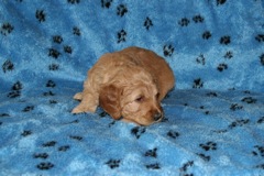 Picture of Australian Labradoodle