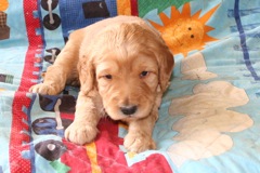 Picture of Australian Labradoodle
