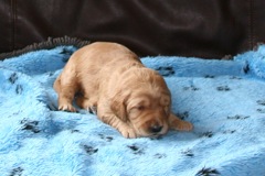 Picture of Australian Labradoodle