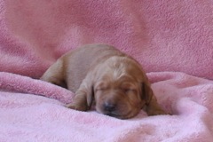 Picture of Australian Labradoodle