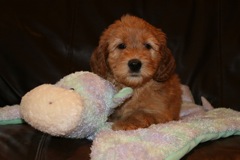 Picture of Australian Labradoodle