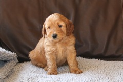 Picture of Australian Labradoodle