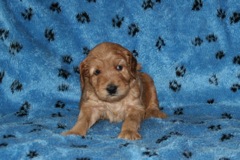 Picture of Australian Labradoodle