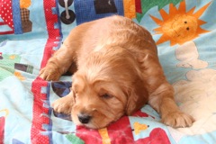 Picture of Australian Labradoodle