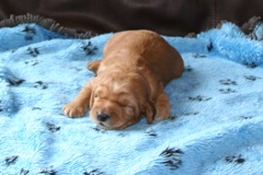 Picture of Australian Labradoodle