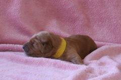 Picture of Australian Labradoodle