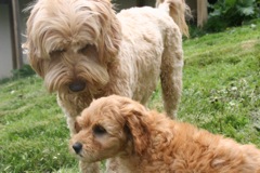 Picture of Australian Labradoodle