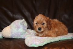 Picture of Australian Labradoodle
