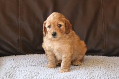 Picture of Australian Labradoodle