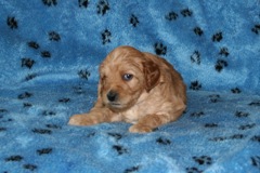 Picture of Australian Labradoodle