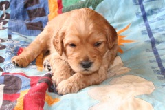 Picture of Australian Labradoodle