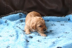 Picture of Australian Labradoodle