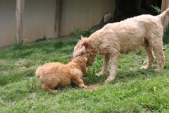 Picture of Australian Labradoodle