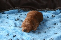 Picture of Australian Labradoodle