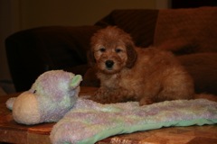 Picture of Australian Labradoodle