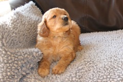 Picture of Australian Labradoodle