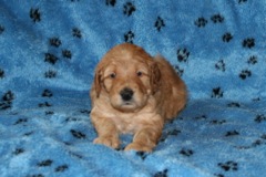 Picture of Australian Labradoodle
