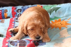 Picture of Australian Labradoodle