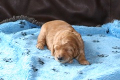 Picture of Australian Labradoodle