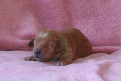 Picture of Australian Labradoodle