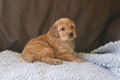 Picture of Australian Labradoodle