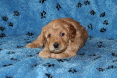 Picture of Australian Labradoodle