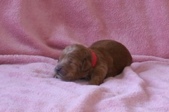Picture of Australian Labradoodle