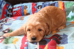 Picture of Australian Labradoodle