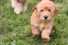 Picture of Australian Labradoodle