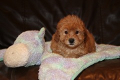 Picture of Australian Labradoodle