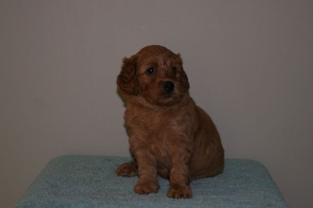 Picture of Australian Labradoodle
