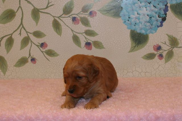 Picture of Australian Labradoodle