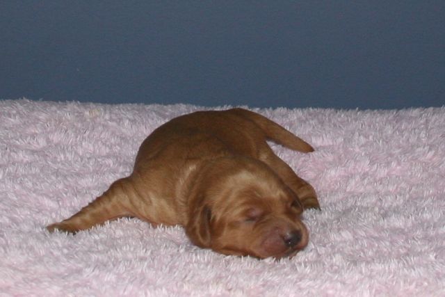 Picture of Australian Labradoodle