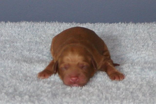 Picture of Australian Labradoodle