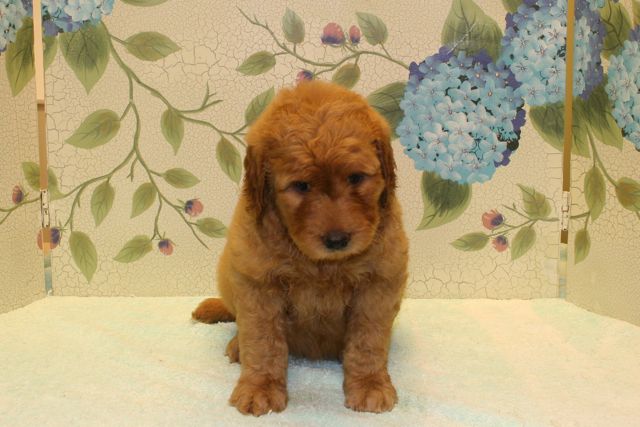 Picture of Australian Labradoodle