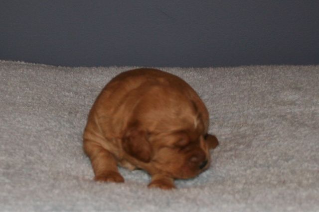 Picture of Australian Labradoodle