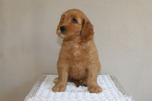 Picture of Australian Labradoodle