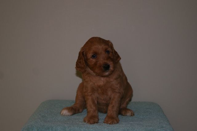 Picture of Australian Labradoodle