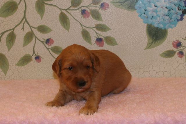 Picture of Australian Labradoodle