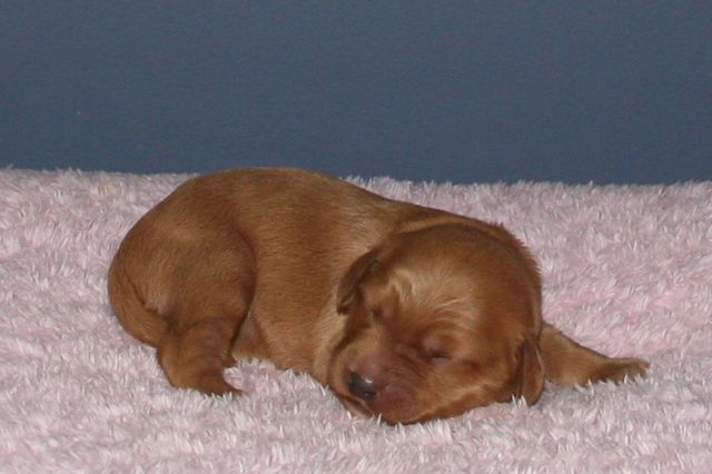 Picture of Australian Labradoodle