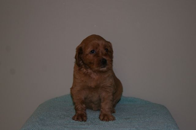 Picture of Australian Labradoodle