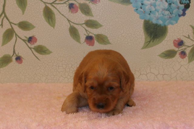 Picture of Australian Labradoodle