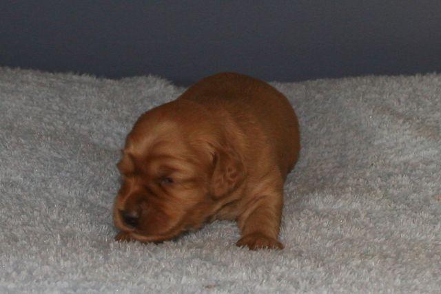 Picture of Australian Labradoodle