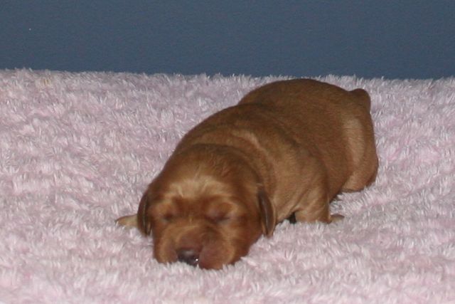 Picture of Australian Labradoodle